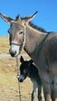 Mother and baby donkey at the base of the tell